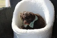 Miles, a male Poodle - Toy  for sale in Sedalia, MO – Photo 4 of 4