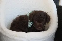 Miles, a male Poodle - Toy  for sale in Sedalia, MO – Photo 2 of 4