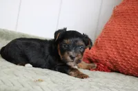 Theo, a male Yorkshire Terrier for sale in Sedalia, MO – 3 of 9
