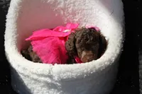 Stella, a female Poodle - Toy  for sale in Sedalia, MO – Photo 2 of 4