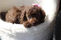 Stella, a female Poodle - Toy  for sale in Sedalia, MO – Photo 3 of 4