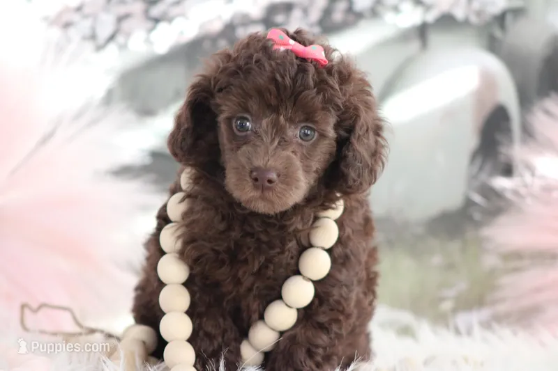Stella – Poodle - Toy  puppy for sale in Sedalia, MO