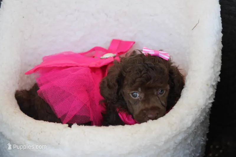 Stella – Poodle - Toy  puppy for sale in Sedalia, MO