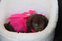 Stella, a female Poodle - Toy  for sale in Sedalia, MO – Photo 1 of 4