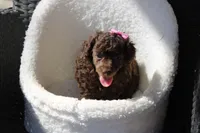 Stella, a female Poodle - Toy  for sale in Sedalia, MO – Photo 4 of 4