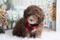 Sammy-on sale, a male Poodle - Miniature  for sale in Sedalia, MO – 4 of 5