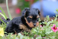 Tiffany, a female Yorkshire Terrier for sale in Sedalia, MO – 6 of 6