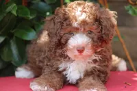 MACK, a male Poodle - Toy  for sale in Sedalia, MO – 3 of 3