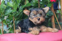Sammy, a male Yorkshire Terrier for sale in Sedalia, MO – 1 of 3