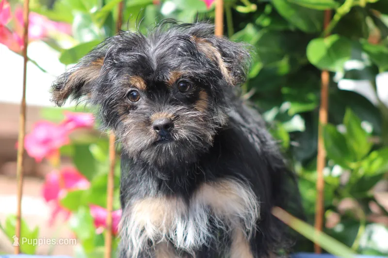 Jill – Yorkipoo puppy for sale in Sedalia, MO