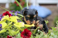Tiffany, a female Yorkshire Terrier for sale in Sedalia, MO – 4 of 6