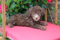 MICKEY, a male Poodle - Toy  for sale in Sedalia, MO – 3 of 4
