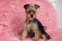 Patricia, a female Yorkshire Terrier for sale in Sedalia, MO – 1 of 6