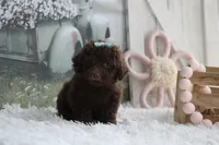 LUNA, a female Poodle - Toy  for sale in Sedalia, MO – 3 of 5