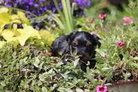 Grant, a male Yorkshire Terrier for sale in Sedalia, MO – 4 of 7