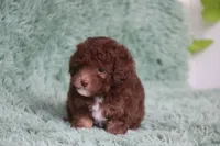 SARA, a female Poodle - Miniature  for sale in Sedalia, MO – 5 of 5