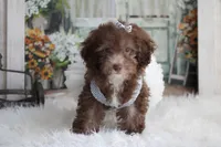 SASHA-on sale , a female Poodle - Miniature  for sale in Sedalia, MO – 2 of 4