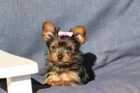 Rosie, a female Yorkshire Terrier for sale in Sedalia, MO – Photo 2 of 4