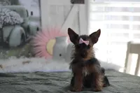 Rosie, a female Yorkshire Terrier for sale in Sedalia, MO – Photo 4 of 9