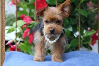 Rosie, a female Yorkshire Terrier for sale in Sedalia, MO – 2 of 7