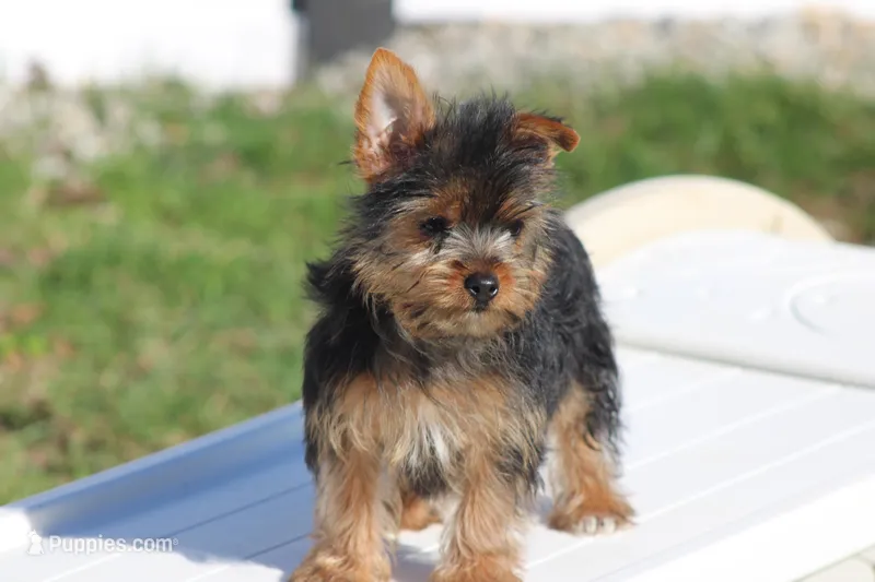 Rosie – Yorkshire Terrier puppy for sale in Sedalia, MO