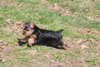 Rosie, a female Yorkshire Terrier for sale in Sedalia, MO – Photo 9 of 9