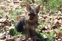 Rosie, a female Yorkshire Terrier for sale in Sedalia, MO – Photo 8 of 9