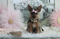 Rosie, a female Yorkshire Terrier for sale in Sedalia, MO – Photo 1 of 9