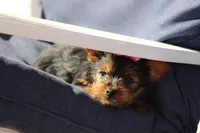 Rosie, a female Yorkshire Terrier for sale in Sedalia, MO – Photo 4 of 4