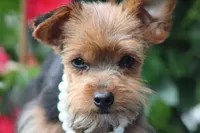 Rosie, a female Yorkshire Terrier for sale in Sedalia, MO – 4 of 7