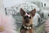 Rosie, a female Yorkshire Terrier for sale in Sedalia, MO – Photo 2 of 9