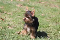 Rosie, a female Yorkshire Terrier for sale in Sedalia, MO – Photo 7 of 9