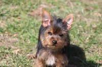 Rosie, a female Yorkshire Terrier for sale in Sedalia, MO – Photo 6 of 9