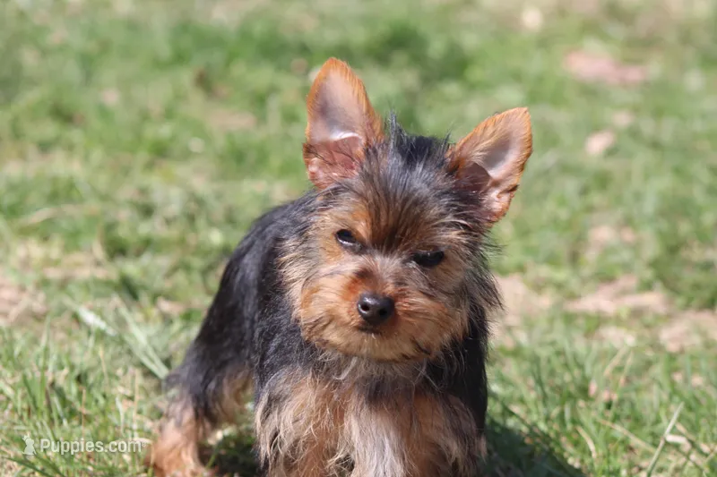 Rosie – Yorkshire Terrier puppy for sale in Sedalia, MO
