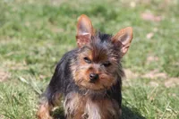 Rosie, a female Yorkshire Terrier for sale in Sedalia, MO – Photo 5 of 9