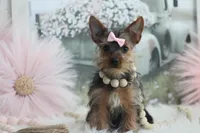 Rosie, a female Yorkshire Terrier for sale in Sedalia, MO – Photo 3 of 9