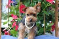Rosie, a female Yorkshire Terrier for sale in Sedalia, MO – 6 of 7