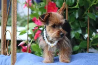 Rosie, a female Yorkshire Terrier for sale in Sedalia, MO – 5 of 7