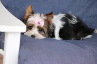 Macie, a female Yorkshire Terrier for sale in Sedalia, MO – Photo 4 of 4