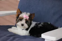 Macie, a female Yorkshire Terrier for sale in Sedalia, MO – Photo 1 of 4