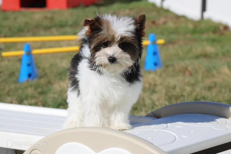 Macie – Yorkshire Terrier puppy for sale in Sedalia, MO
