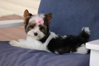 Macie, a female Yorkshire Terrier for sale in Sedalia, MO – Photo 3 of 4