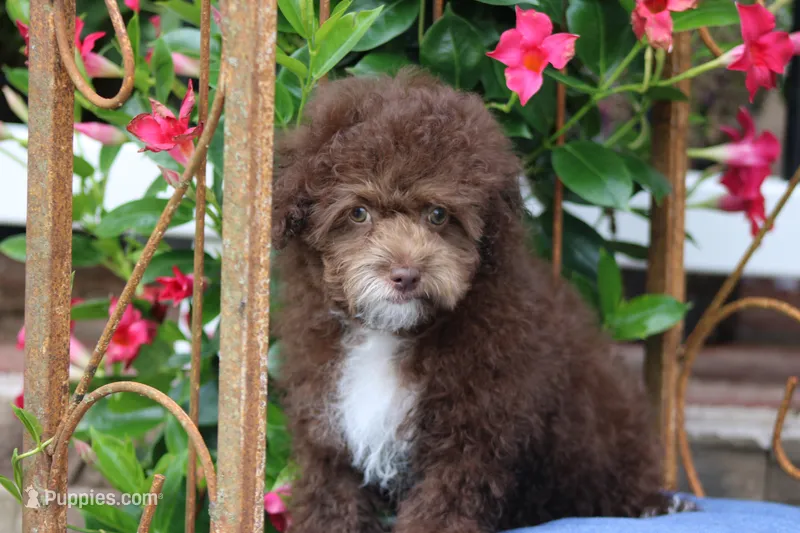 TOBY – Poodle - Toy  puppy for sale in Sedalia, MO