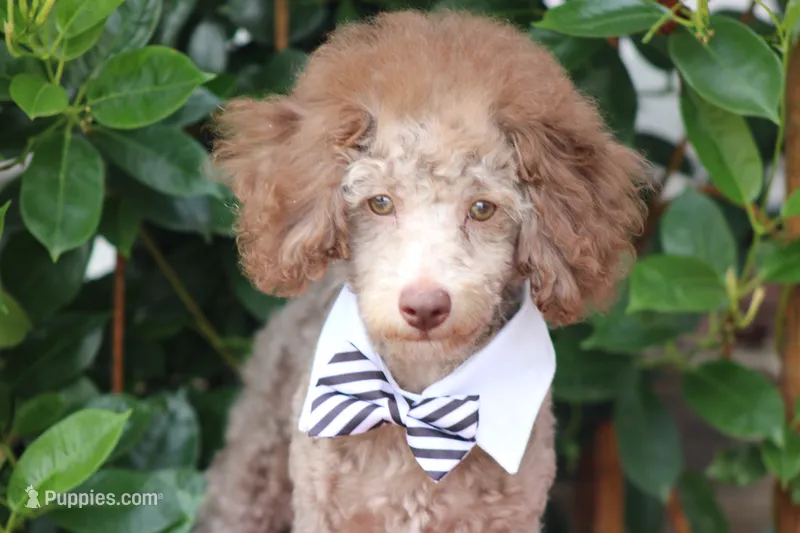 MICKEY – Poodle - Toy  puppy for sale in Sedalia, MO