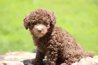 MICKEY, a male Poodle - Toy  for sale in Sedalia, MO – 4 of 4