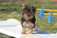 Bella, a female Yorkshire Terrier for sale in Sedalia, MO – Photo 6 of 7