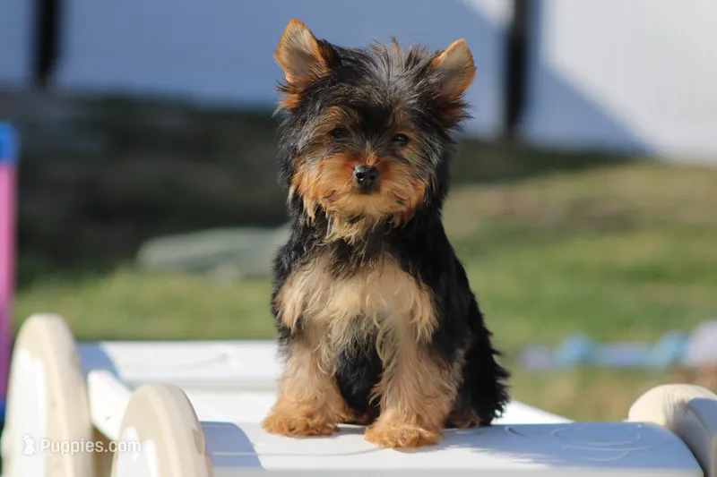 Bella – Yorkshire Terrier puppy for sale in Sedalia, MO