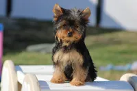 Bella, a female Yorkshire Terrier for sale in Sedalia, MO – Photo 4 of 7