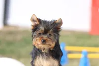 Bella, a female Yorkshire Terrier for sale in Sedalia, MO – Photo 7 of 7