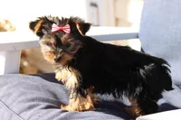 Bella, a female Yorkshire Terrier for sale in Sedalia, MO – Photo 5 of 5